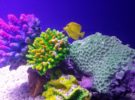 Los corales del Mar Rojo le plantan cara al Cambio Climático