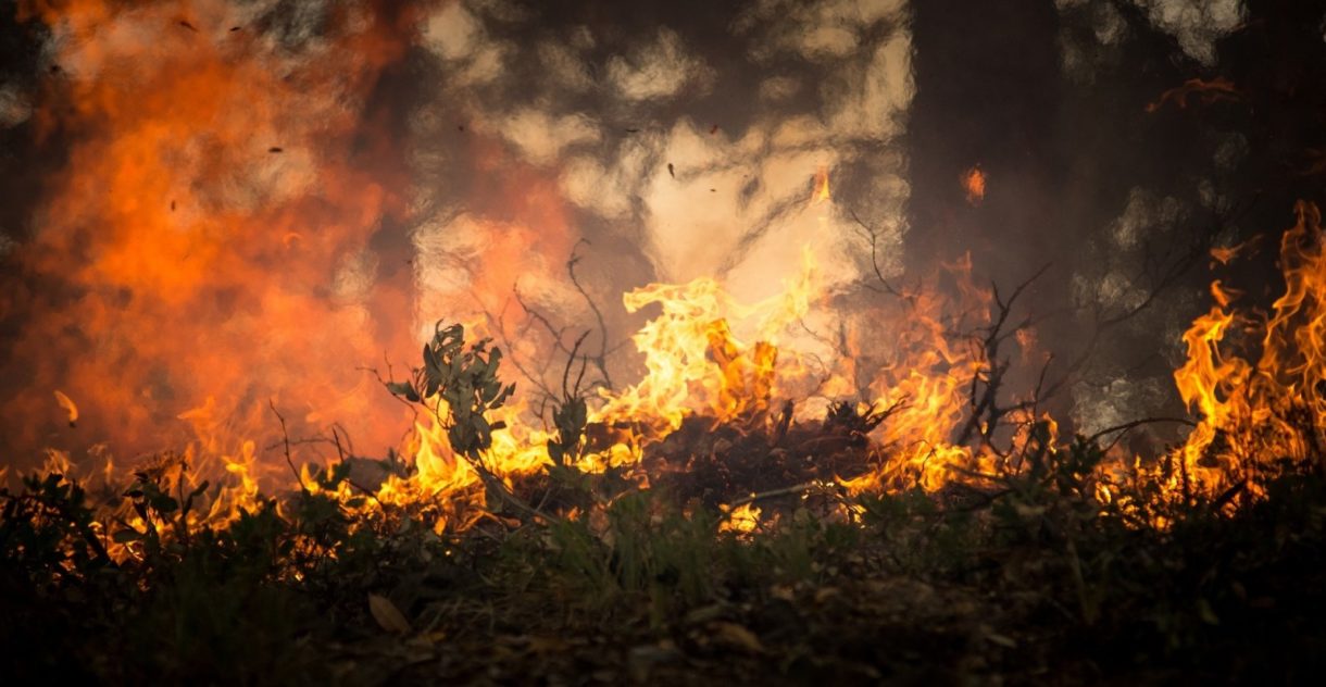 Incendios forestales y sus efectos sobre fauna y flora