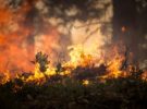 Incendios forestales y sus efectos sobre fauna y flora