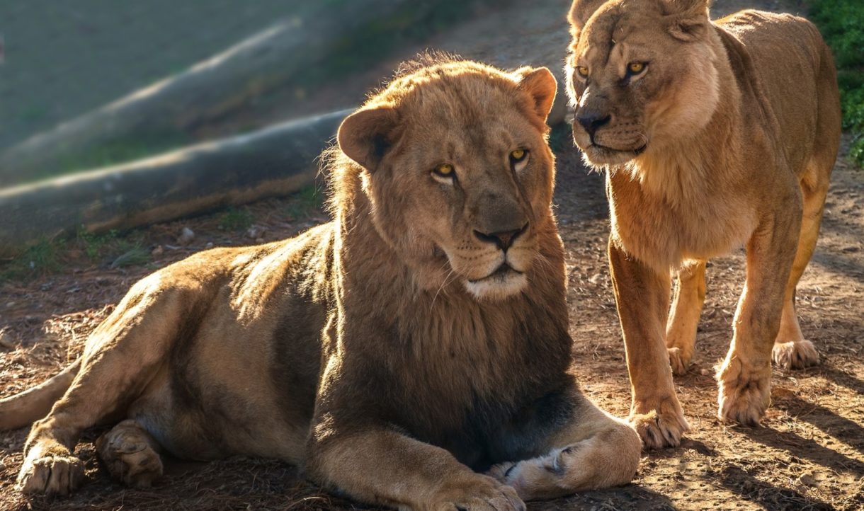 Los leones ahora cazan en el mar y en el desierto