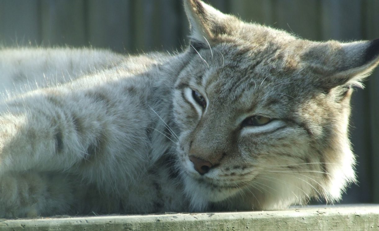 La temporada de cría del lince ibérico en 2019 ya se ha abierto