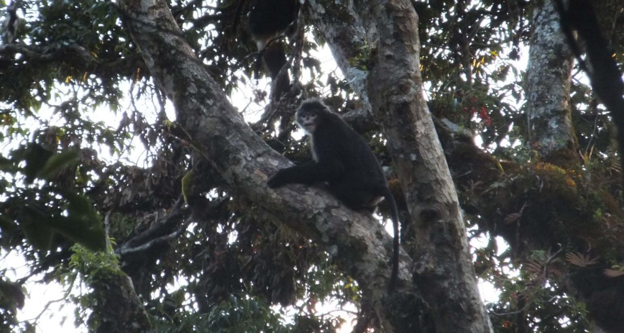 Este mono de nariz chata es popular por sus estornudos