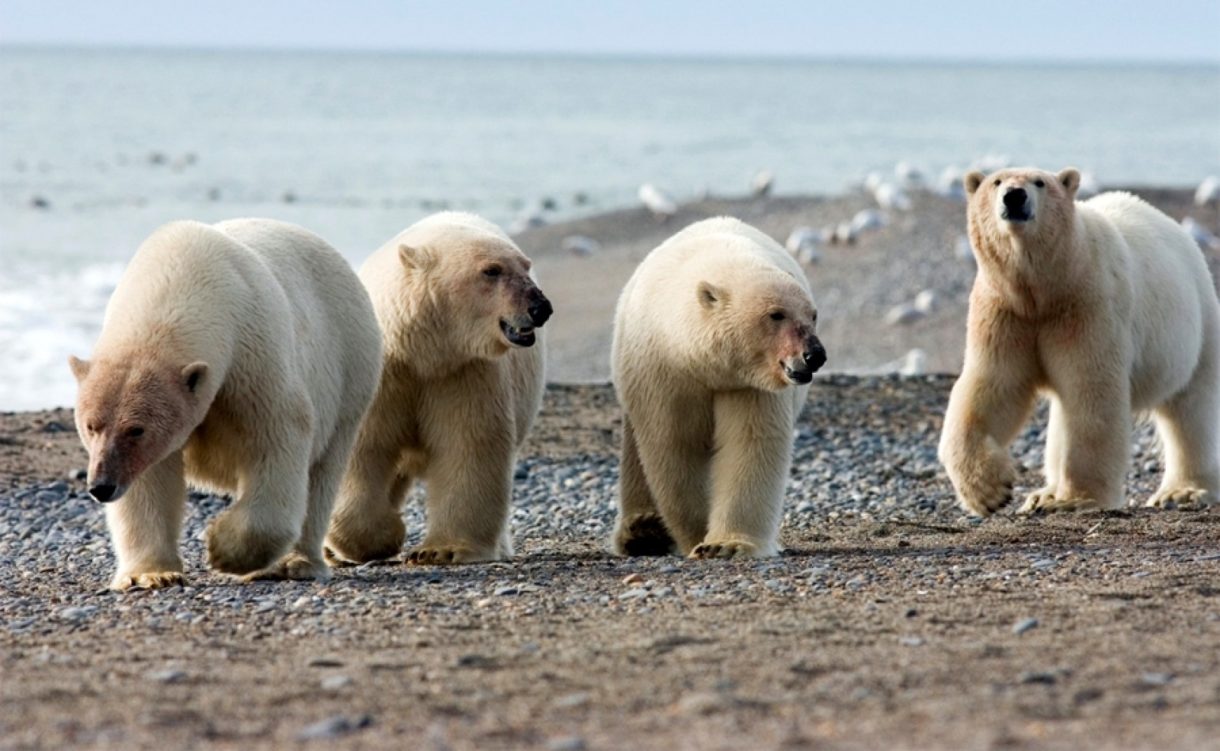 Los osos polares están siendo envenenados