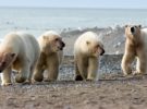 Los osos polares están siendo envenenados