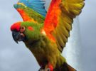 La paraba frente roja, el pájaro más amenazado de Bolivia