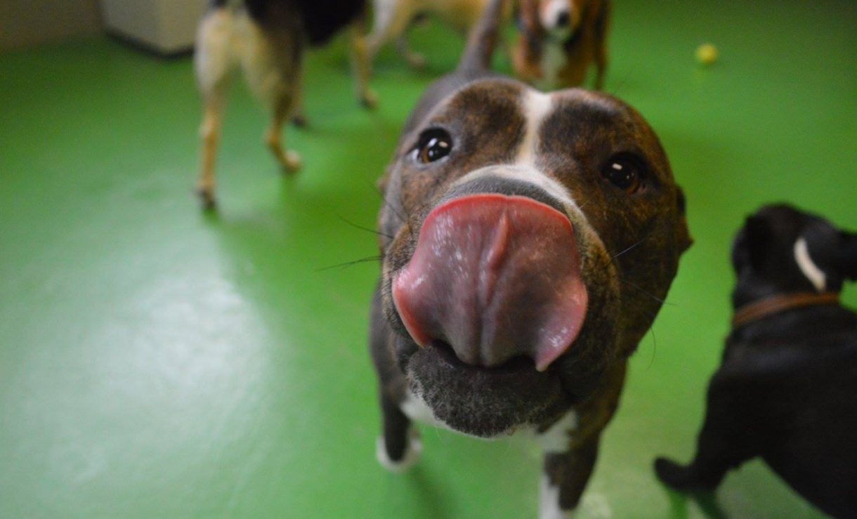 Confirmado: los perros podrán subir a los autobuses urbanos de Madrid