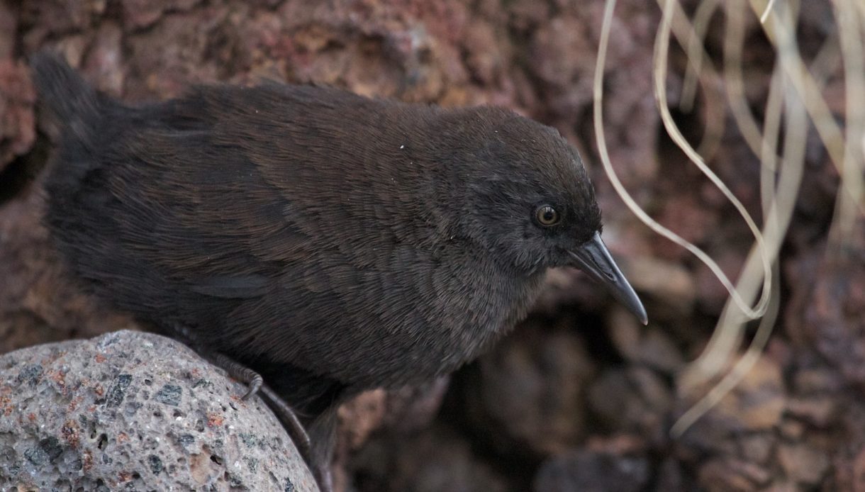 De dónde es el misterioso pájaro de la Atlántida