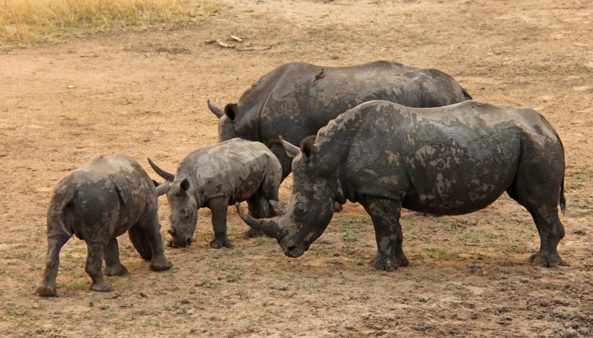 Se confirma una reducción en la caza de rinocerontes en Sudáfrica