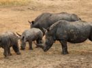 Se confirma una reducción en la caza de rinocerontes en Sudáfrica