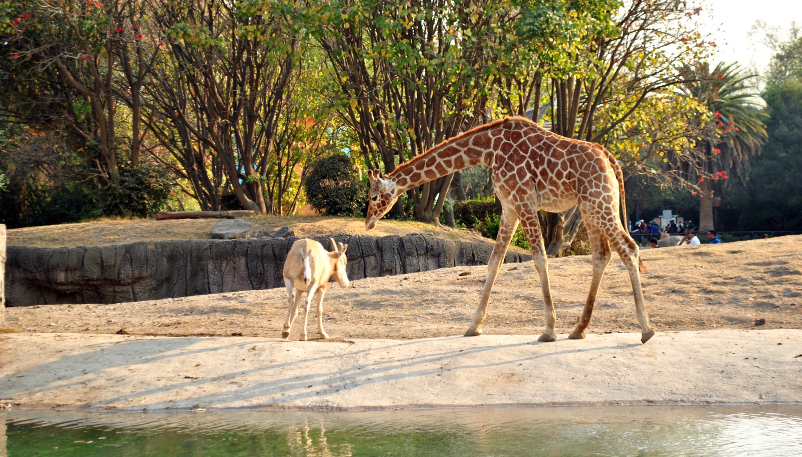 Deberian Existir Los Zoologicos