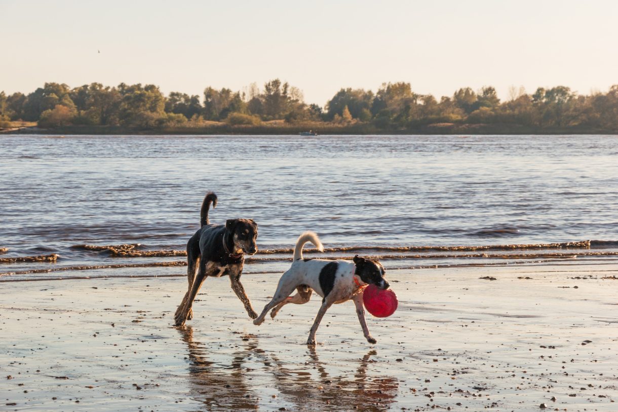 5 consejos para cuidar bien de tu mascota