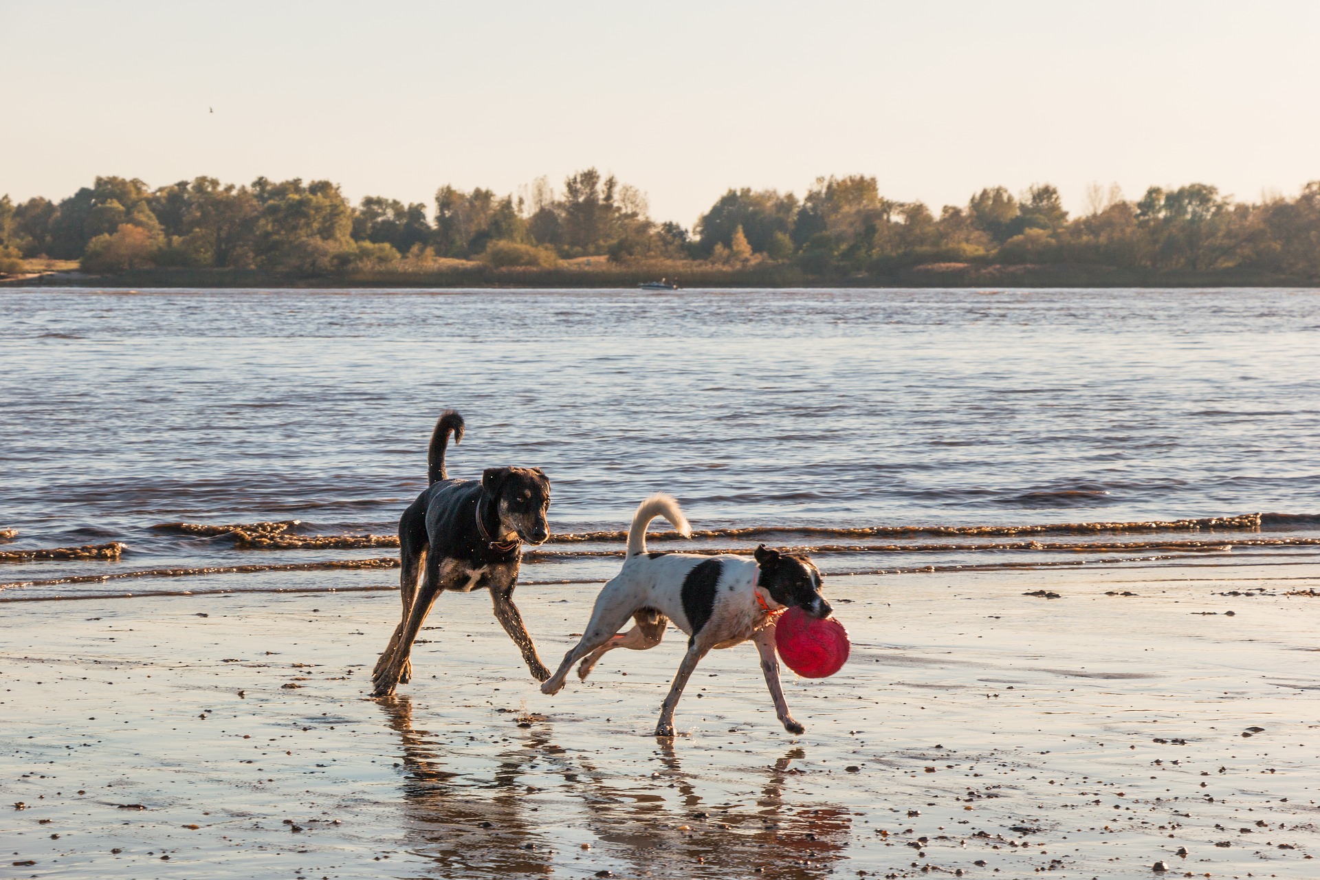 5 Consejos Para Cuidar Bien De Tu Mascota