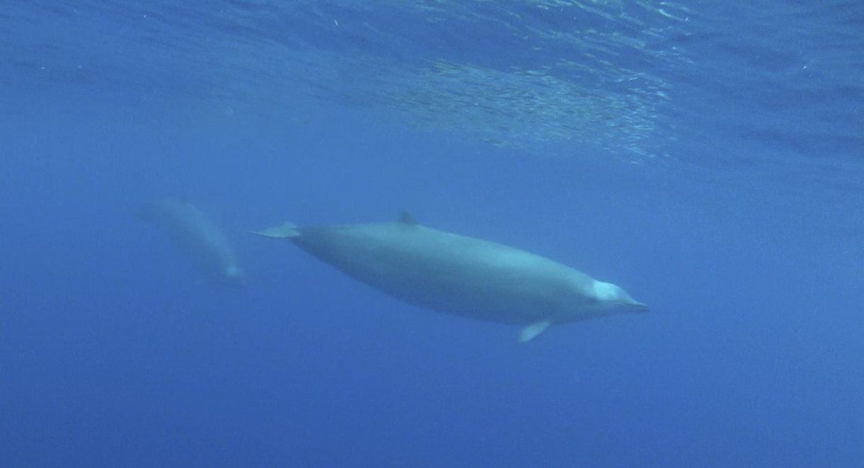 Escuchando a las ballenas para conocer su comportamiento