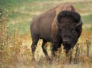 El bisonte americano, un símbolo en Estados Unidos