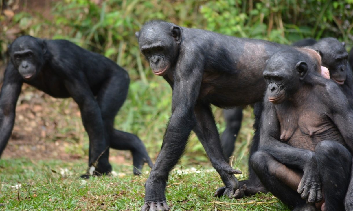 La curiosa voz del bonobo y sus usos