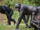 La curiosa voz del bonobo y sus usos