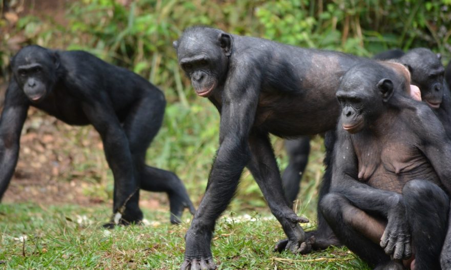 Bonobos