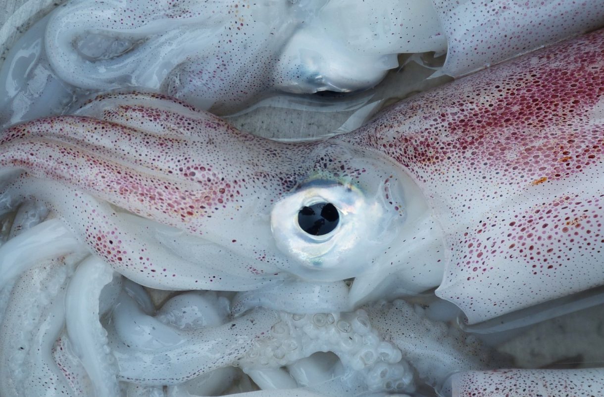 Los calamares ¿podrían ser una alternativa al plástico?