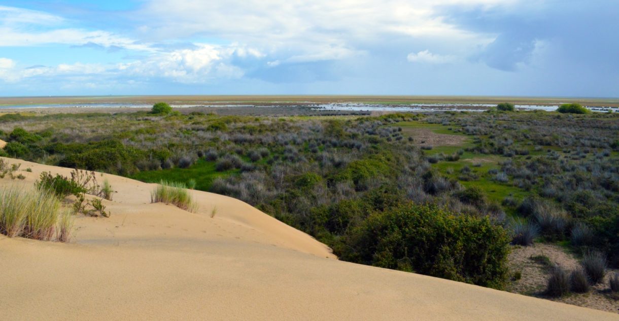 La feria Doñana Birdfair se celebrará del 26 al 28 de abril