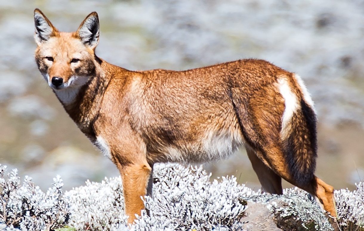 Lobos etíopes, una raza en peligro de extinción en África