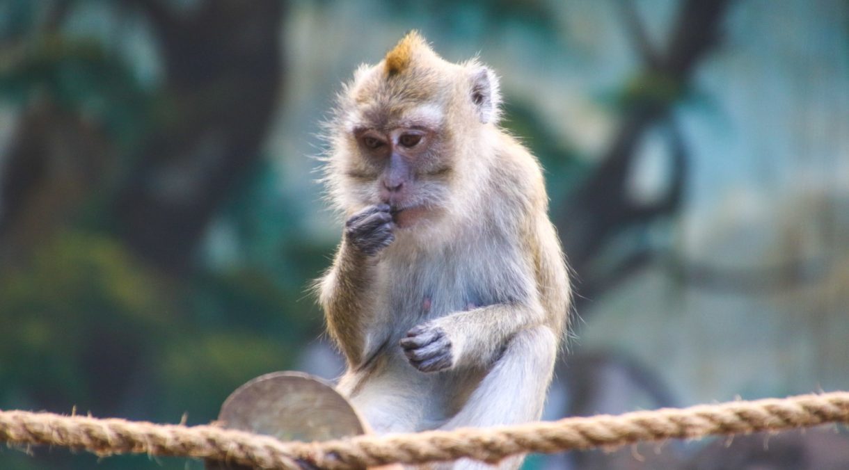 Descubren un macaco que fue enterrado hace 4.000 años