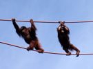 Orangutanes: han aprendido a usar herramientas de manera sofisticada