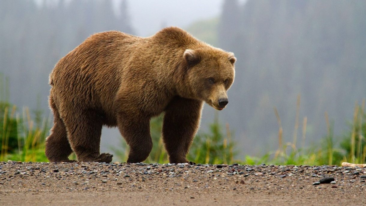 Descubren un oso que vivió en Argentina hace 700.000 años