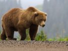 Descubren un oso que vivió en Argentina hace 700.000 años