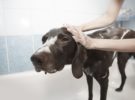 Cómo eliminar los ácaros de las orejas de los perros