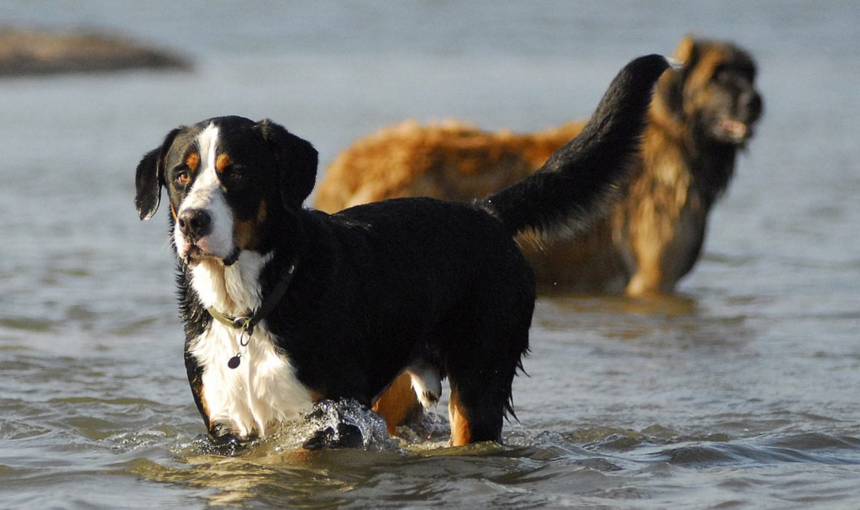 Identificando y tratando la acariasis en perros