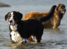 Identificando y tratando la acariasis en perros