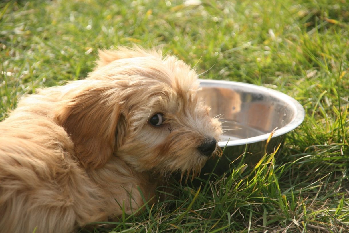 ¿Por qué el agua es tan importante para los perros?