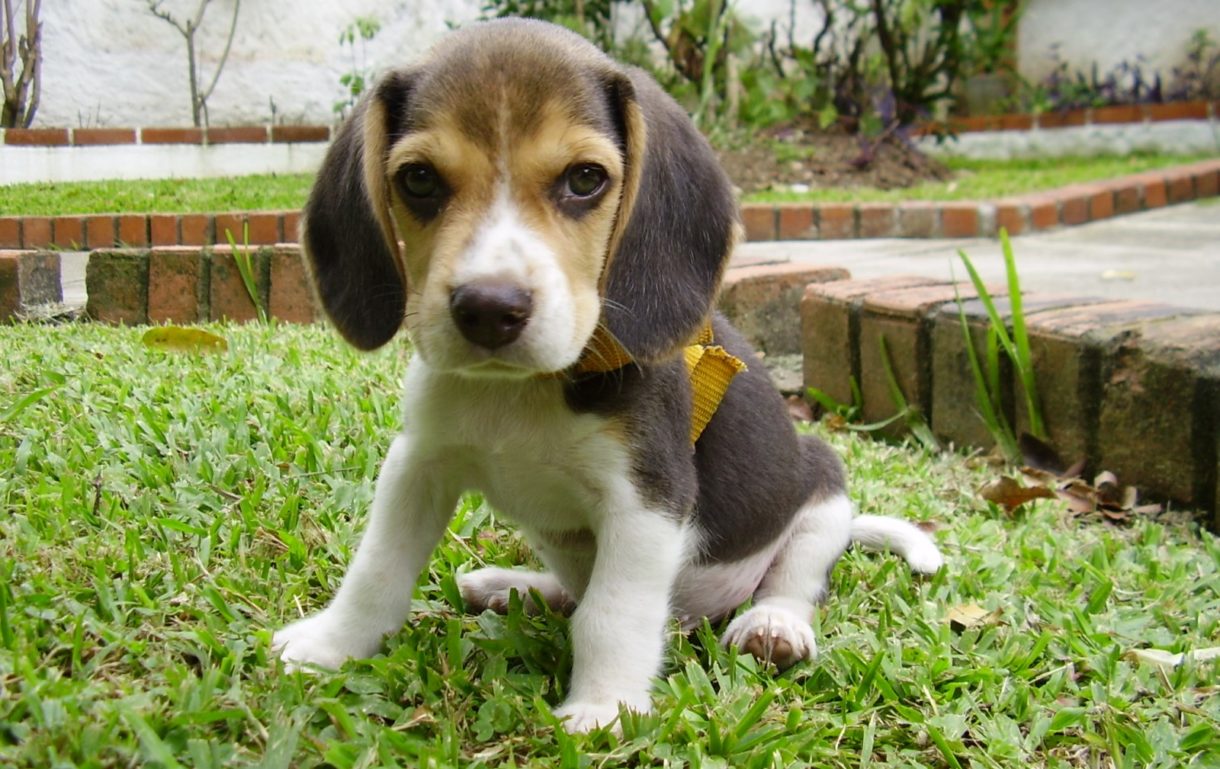 Las etapas en las que le saldrán los dientes a tu perro