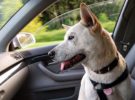 Tesla consigue que las mascotas estén seguras en sus coches gracias al «modo perro»