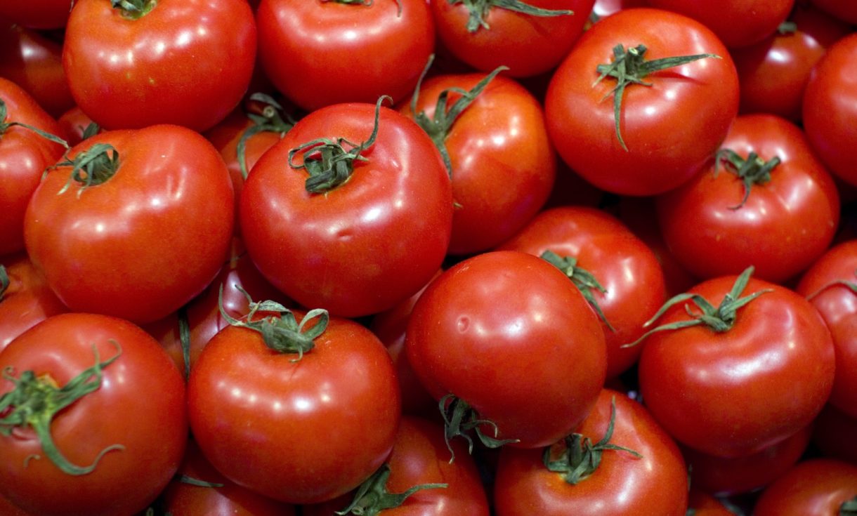 Los perros y la toxicidad de los tomates