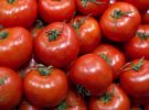 Los perros y la toxicidad de los tomates