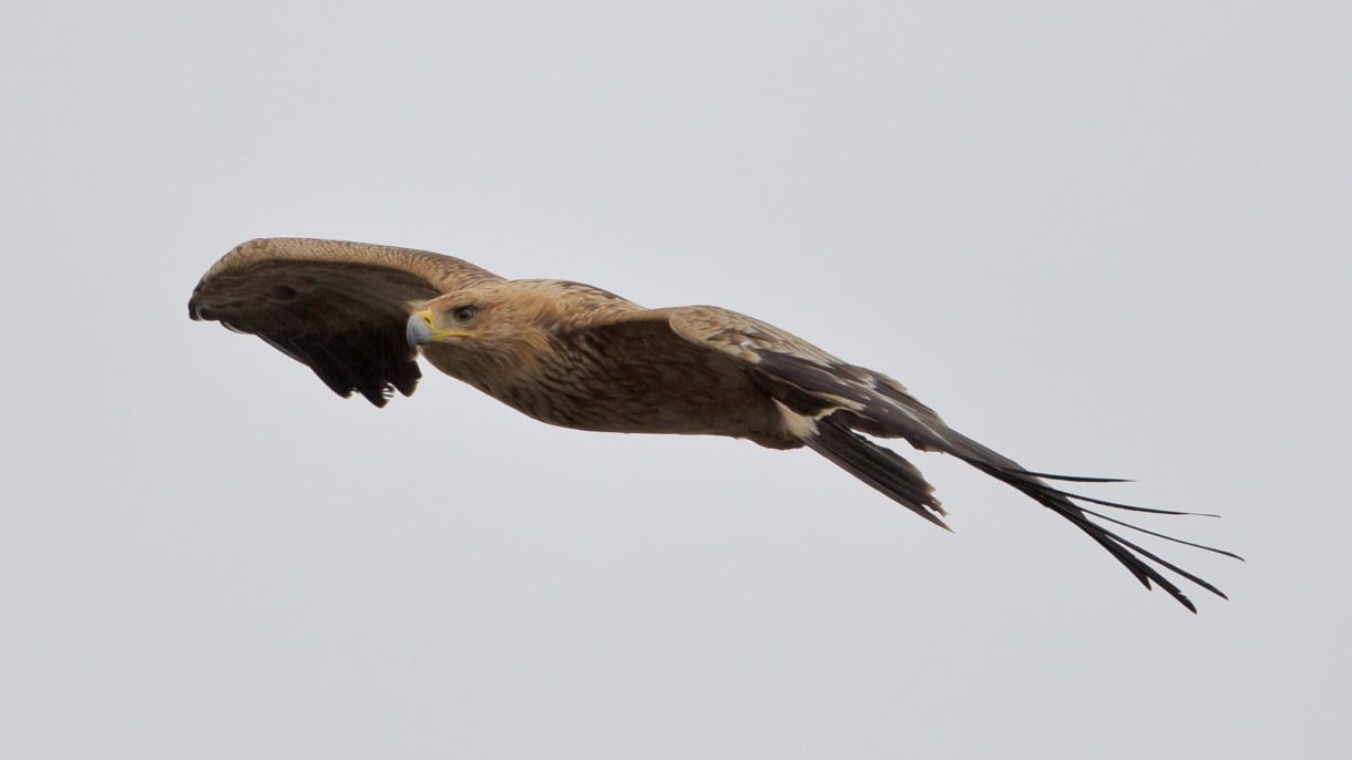 El águila imperial sigue creciendo