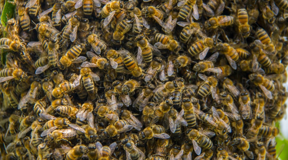 Protegiendo a las abejas, una especie amenazada en Europa