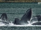 Las ballenas retenidas en el mar de Ojostk serán liberadas
