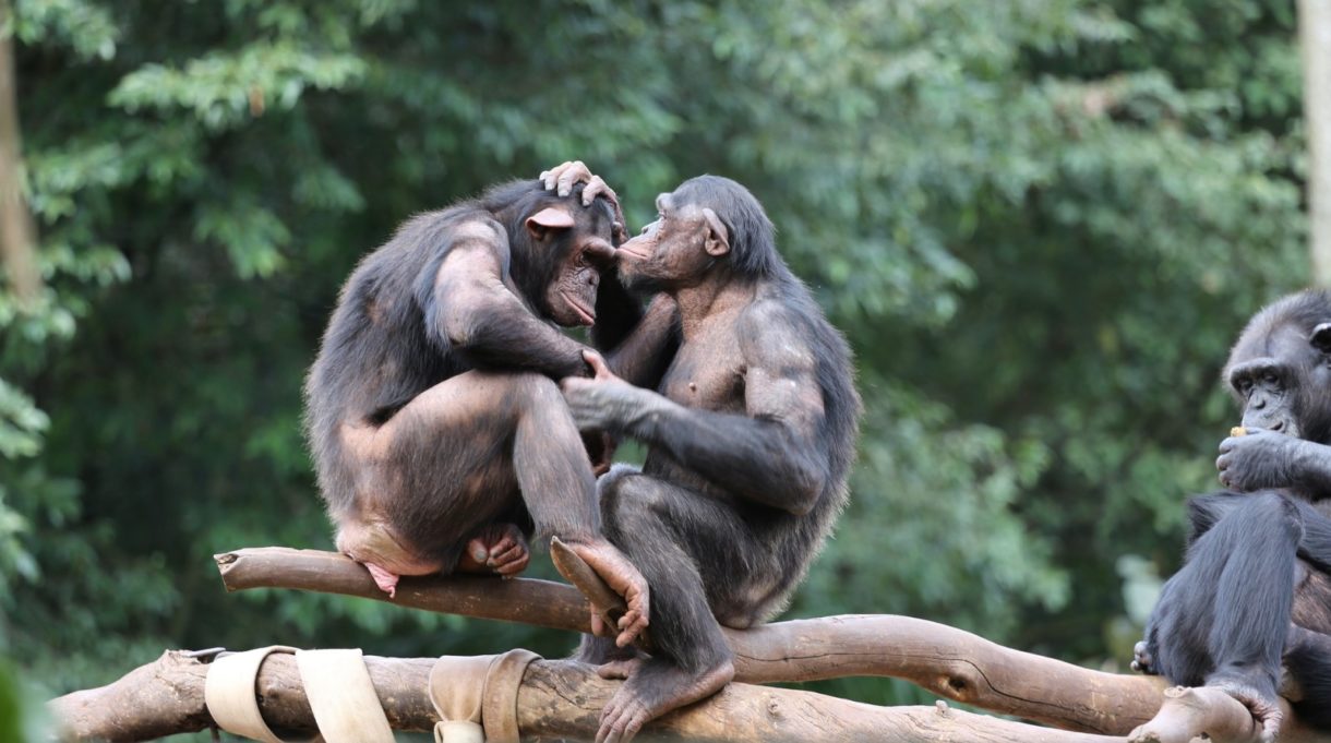 Descubren que los chimpancés tienen culturas que están desapareciendo