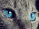 Cómo detectar la insuficiencia hepática en gatos
