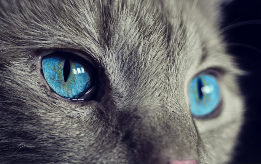 Gato