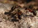 Las tareas de la hormiga reina