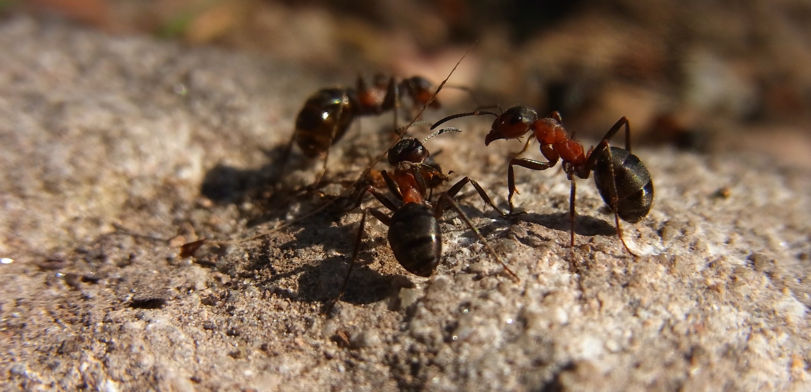 Las tareas de la hormiga reina