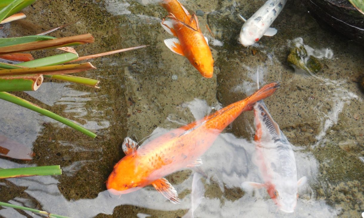 La vida de los peces en los acuarios