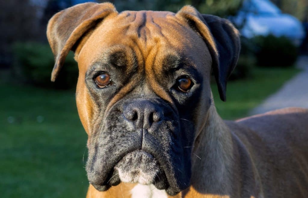 Descalcificación en perros, cómo tratar la situación