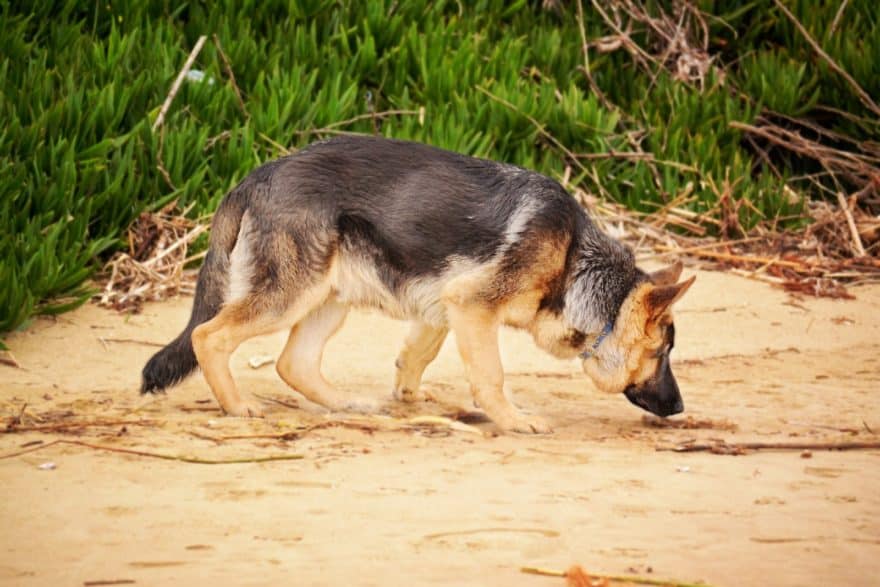 Perro