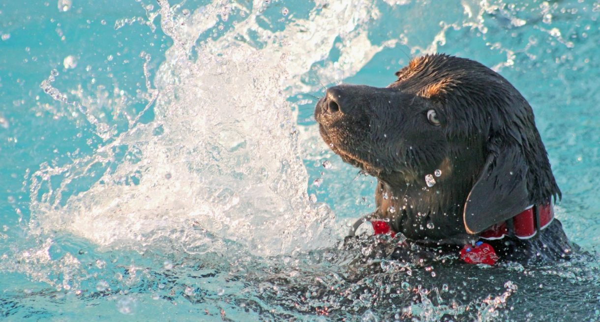 Perro nada 215 kilómetros… Y llega a una plataforma petrolífera