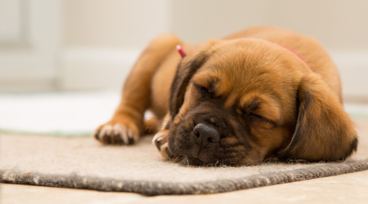 Un estudio niega que durmamos mejor con nuestros perros