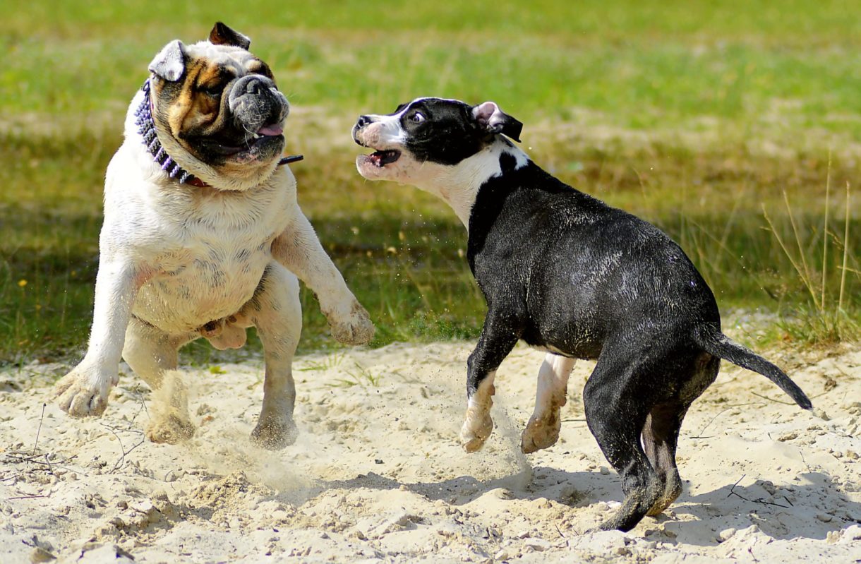 Documentación necesaria para tener un perro potencialmente peligroso